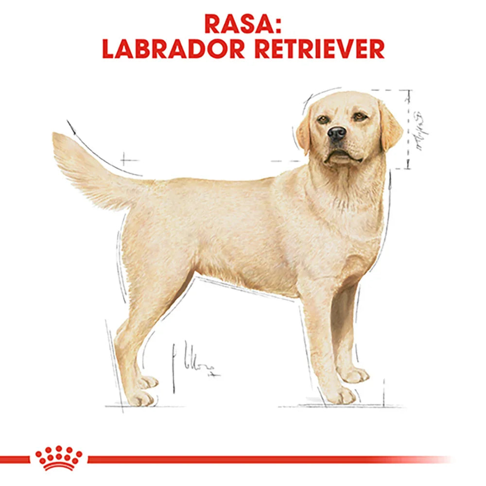 Illustration of a yellow Labrador Retriever dog with breed name in red text