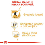 Infographic in Romanian promoting proper dog food for ideal weight, joint health, and healthy skin and coat