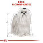 White Maltese dog with long silky fur and black top knot on white background, breed illustration