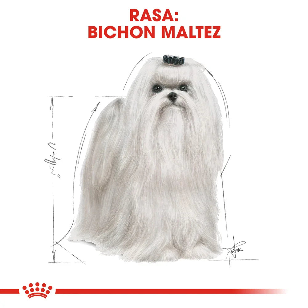 White Maltese dog with long silky fur and black top knot on white background, breed illustration