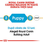 Royal Canin Bulldog puppy food timeline from 2 to 12 months, then switch to Bulldog adult food