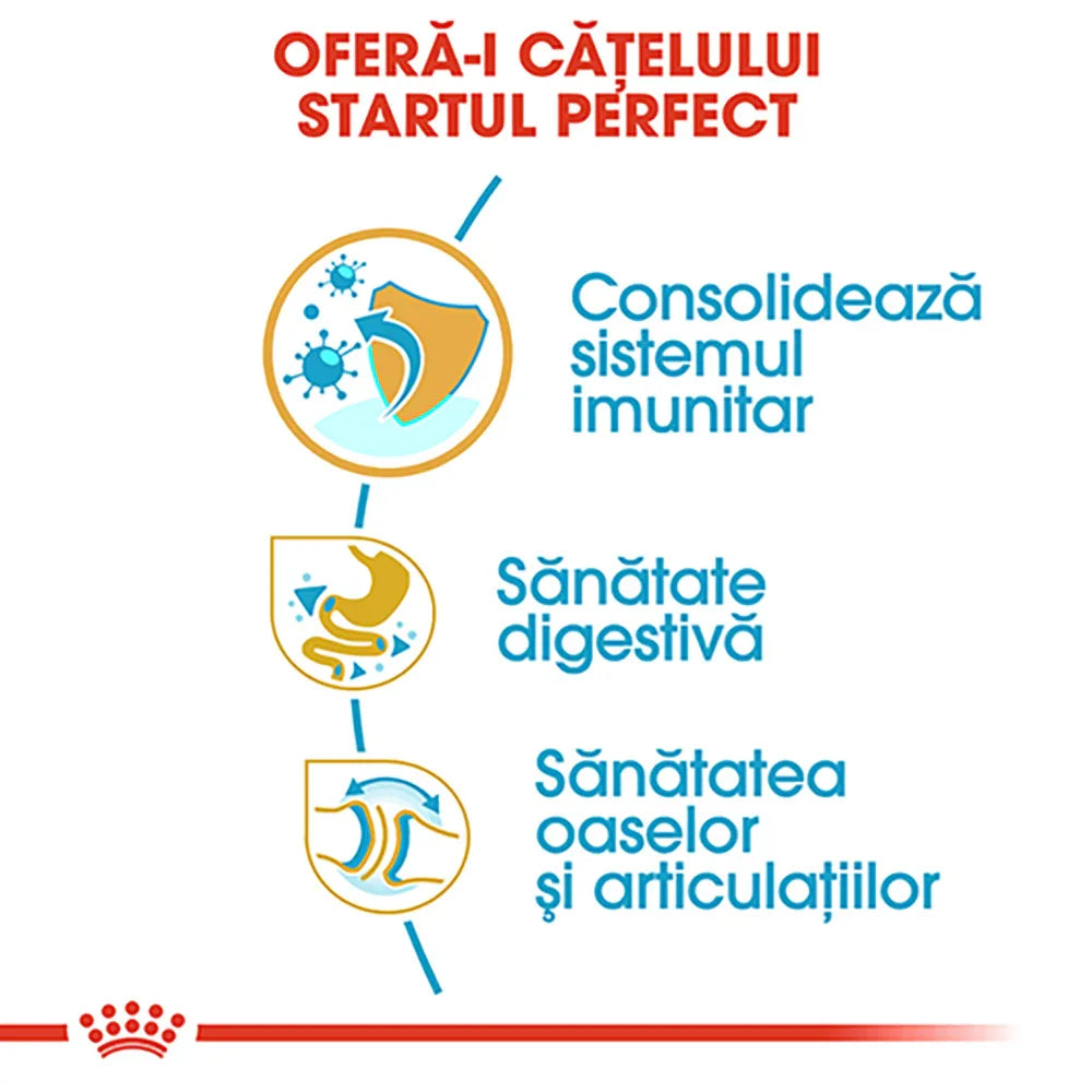 Romanian puppy health benefits infographic showing immune system, digestive health, and bone joint support icons