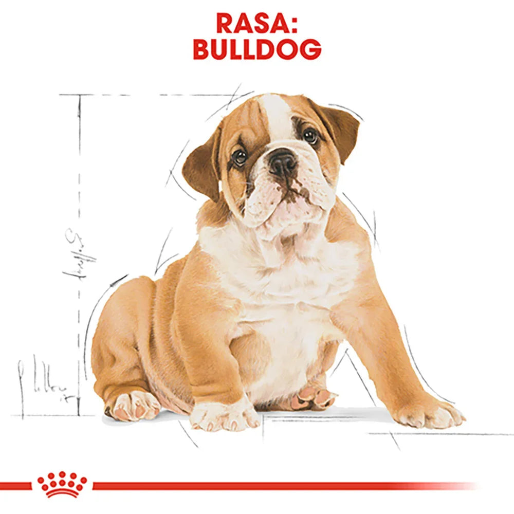 Cute brown and white bulldog puppy sitting with sketch lines and Romanian text 'RASA: BULLDOG'