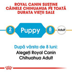 Royal Canin Chihuahua puppy nutrition guide from 2 to 8 months, then transition to adult food