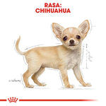 Illustration of a small fawn colored Chihuahua dog with large ears and dark eyes on a white background