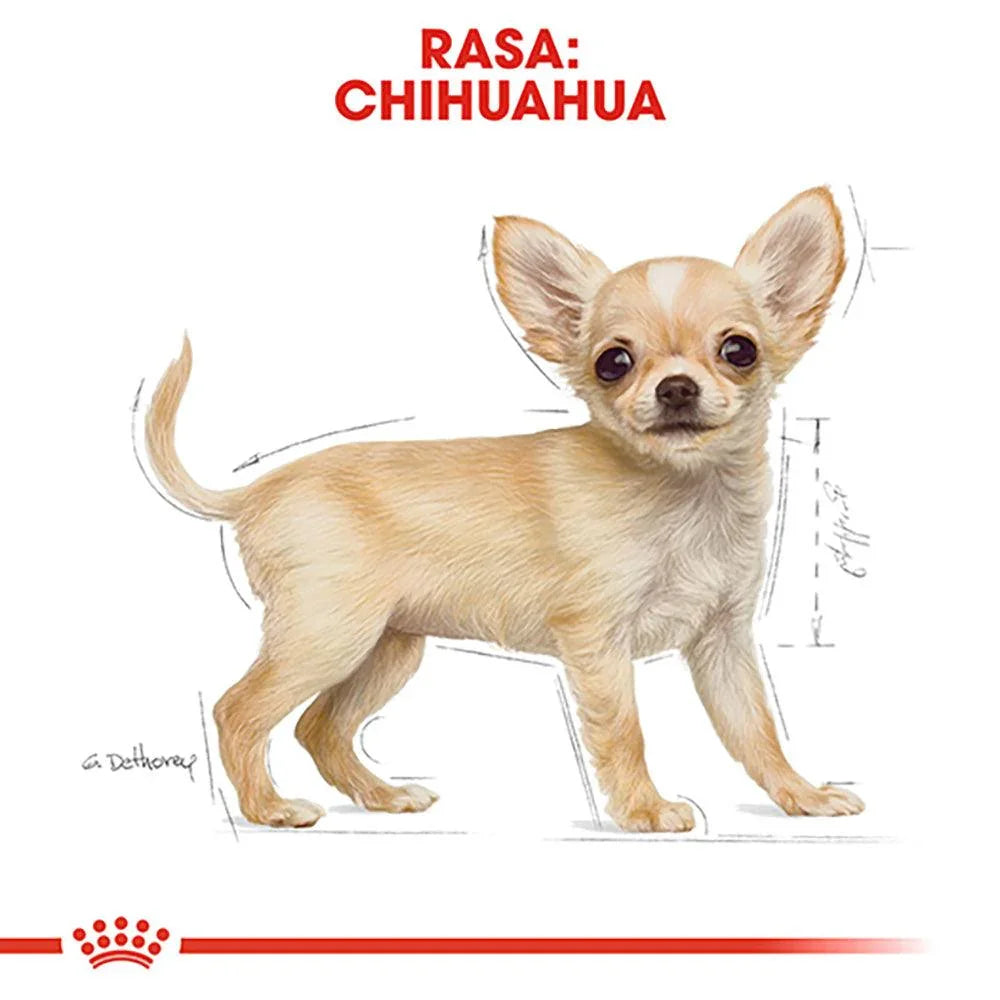 Illustration of a small fawn colored Chihuahua dog with large ears and dark eyes on a white background