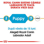 Romanian Royal Canin Labrador puppy food guide, from 2 to 15 months, then adult diet