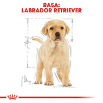 Labrador Retriever puppy illustration with measurements and red text on white background