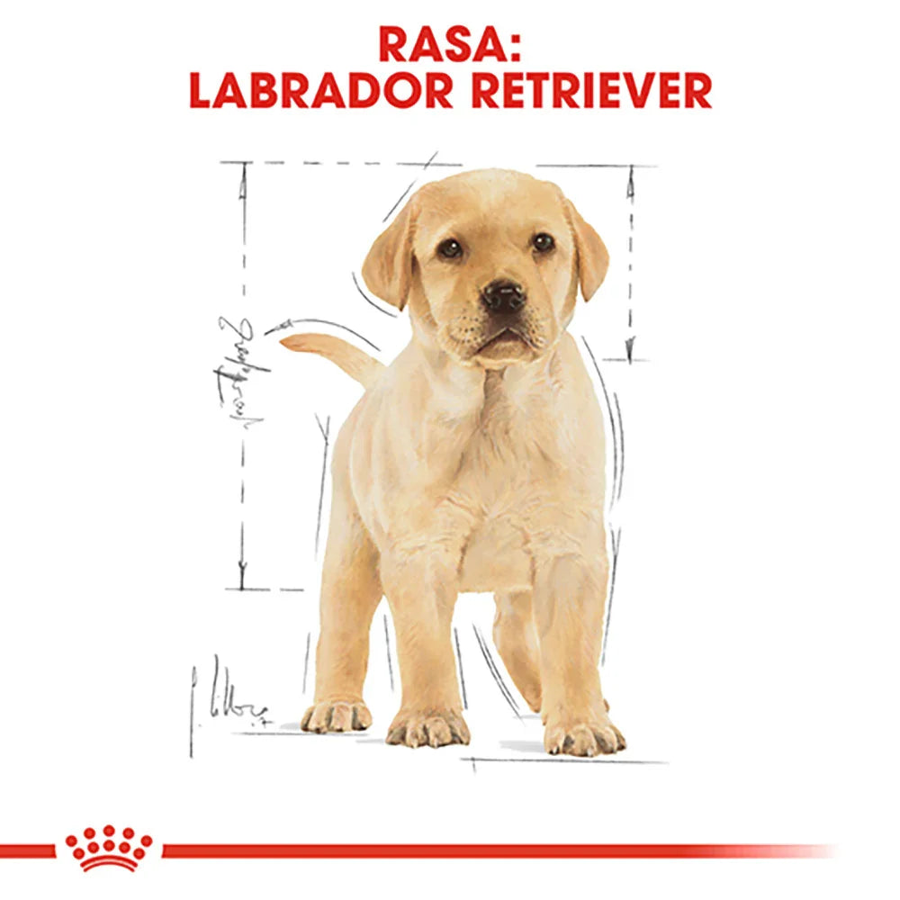 Labrador Retriever puppy illustration with measurements and red text on white background