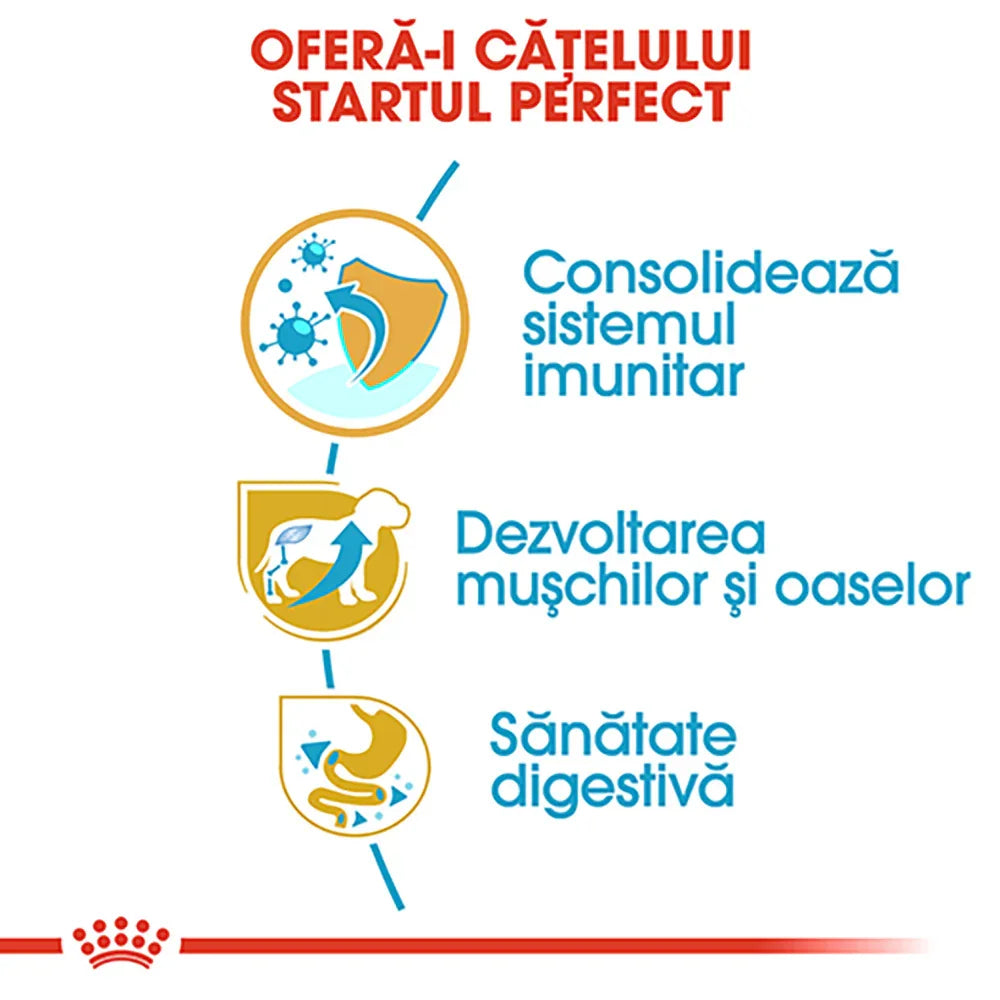 Infographic with Romanian text promoting puppy health: immune system, muscle and bone development, digestive health