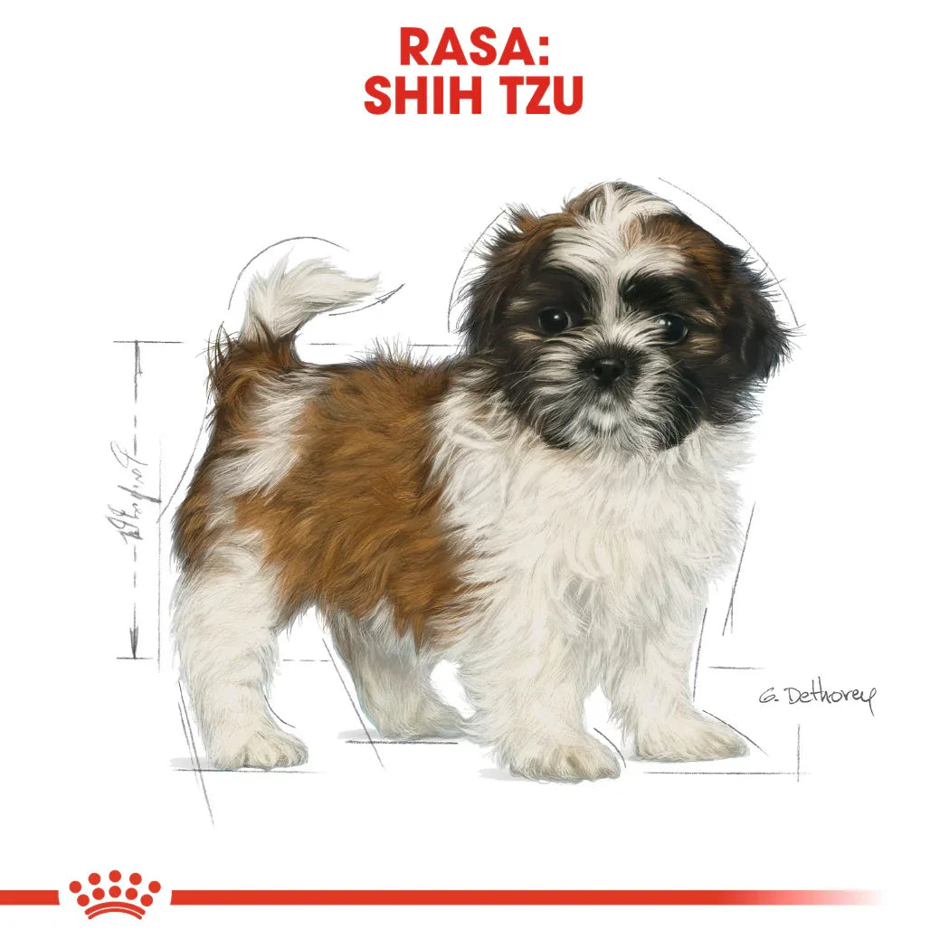 Illustration of a Shih Tzu puppy with brown and white fur on a white background