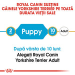 Royal Canin support for Yorkshire Terrier dogs from puppy to adult stages, feeding guideline timeline