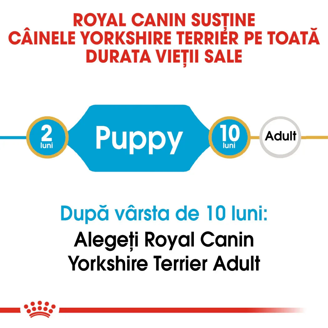 Royal Canin support for Yorkshire Terrier dogs from puppy to adult stages, feeding guideline timeline