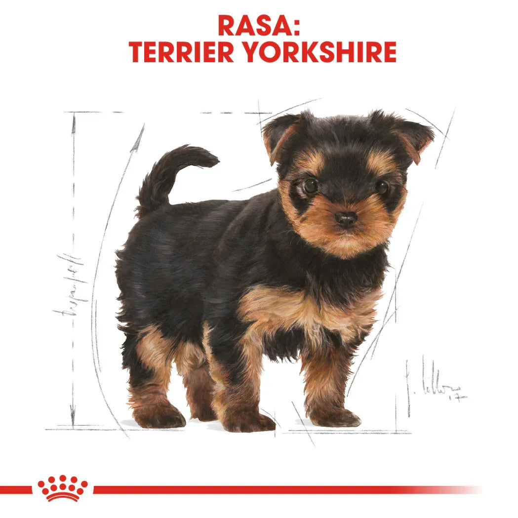 Yorkshire Terrier puppy with black and tan fur standing on white background, Royal Canin branding
