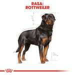 Illustration of a Rottweiler dog with black and tan coat on white background