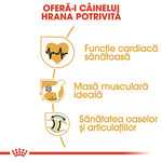 Romanian dog food health benefits infographic featuring heart, muscular mass, and joint icons