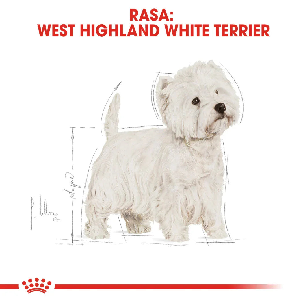 Illustration of a West Highland White Terrier with white fur and black eyes on white background