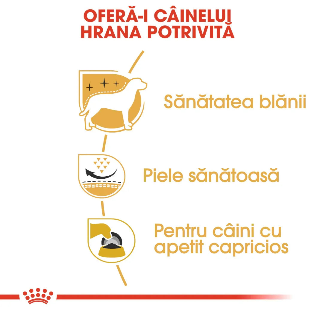 Infographic promoting dog food benefits: healthy coat, healthy skin, and picky eaters. Royal Canin branding.