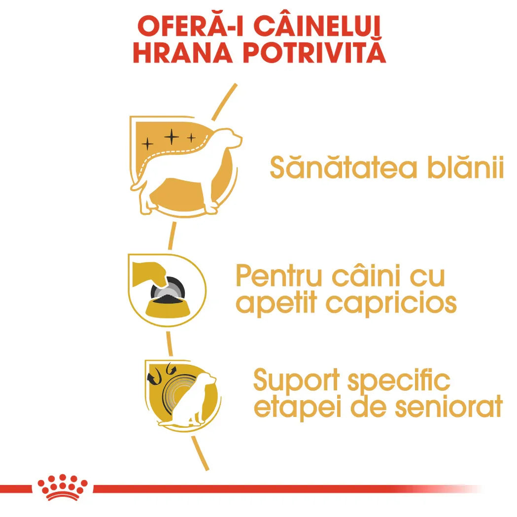 Infographic in Romanian promoting proper dog food for coat health, picky eaters, and senior support