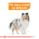 Illustration of a Shetland Sheepdog with dull, lackluster fur and Romanian text about rough hair