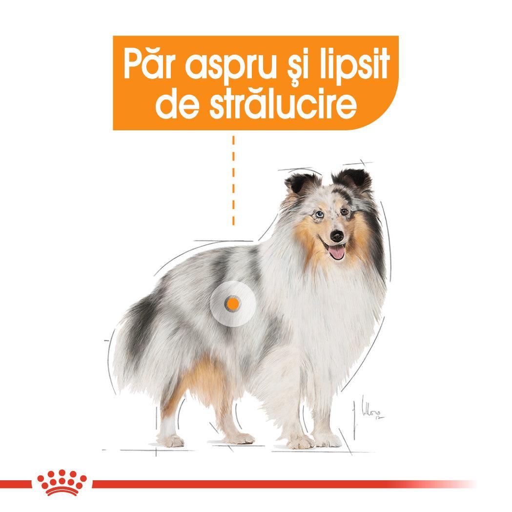 Illustration of a Shetland Sheepdog with dull, lackluster fur and Romanian text about rough hair