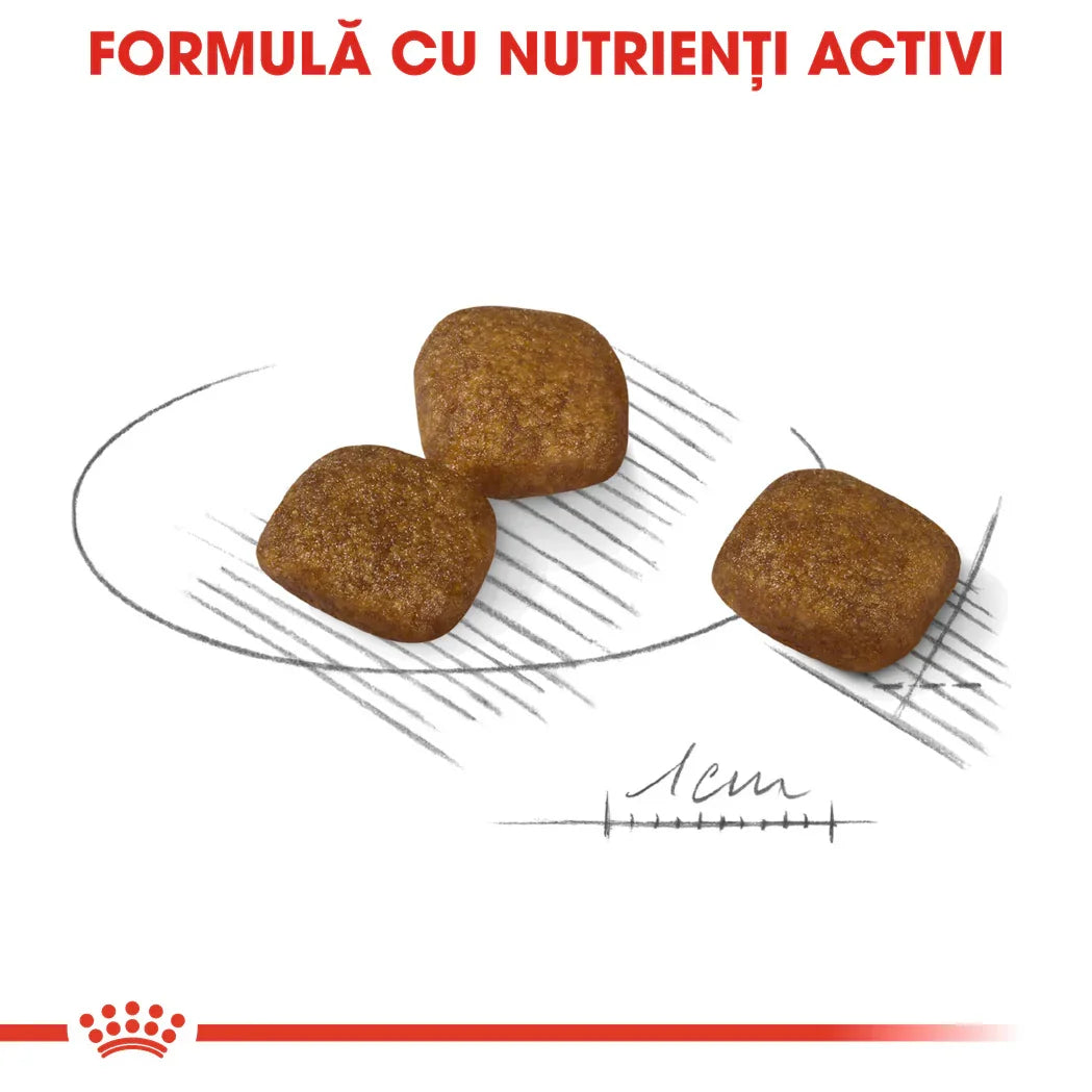 Three brown square pet food kibbles on a sketch of a 1cm scale with active nutrient formula text in Romanian