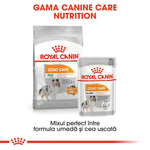 Royal Canin Coat Care dog food for healthy and shiny coat, mini and all sizes, dry and wet formula