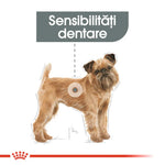 Illustration of a small brown dog highlighting dental sensitivity area with Romanian text Sensibilități dentare