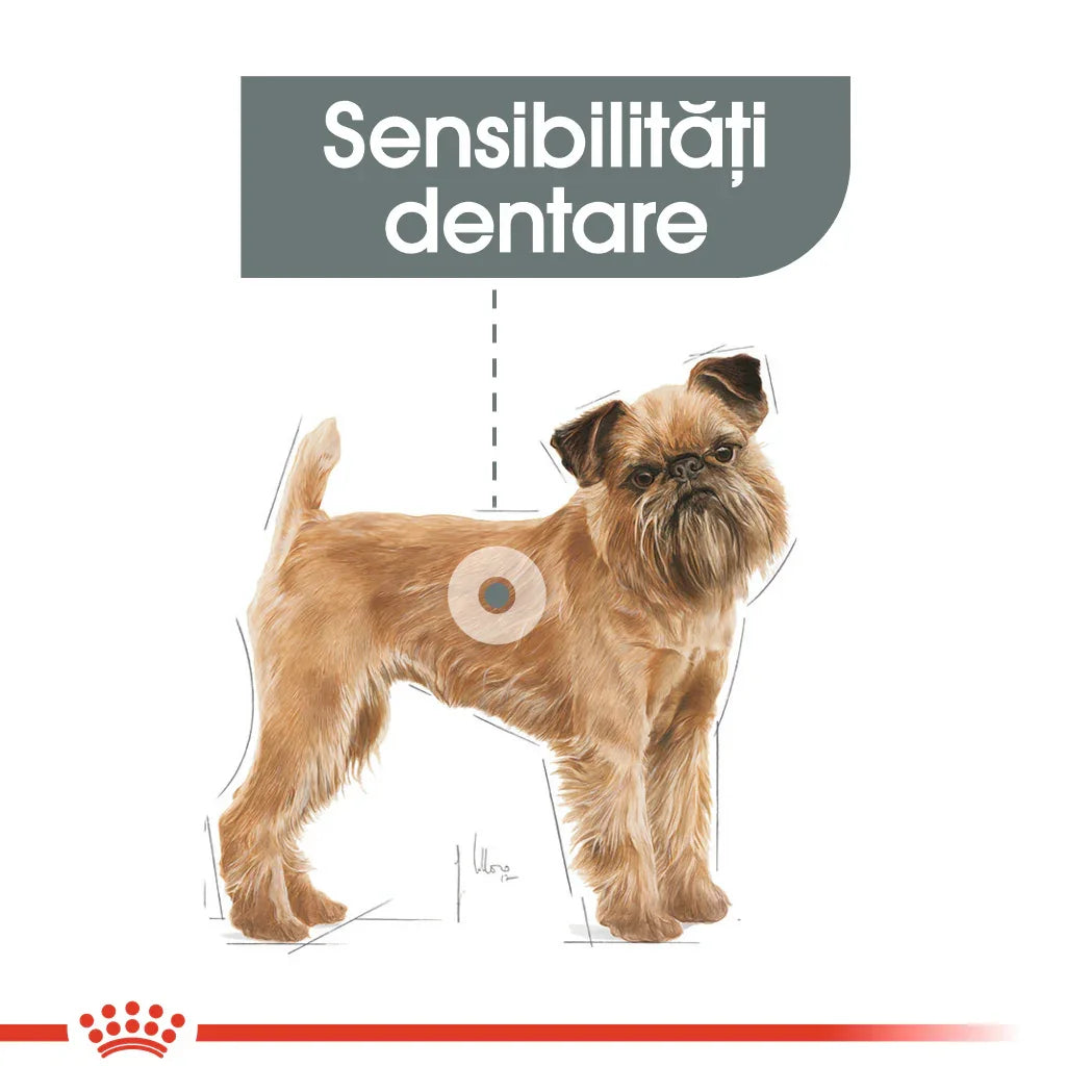 Illustration of a small brown dog highlighting dental sensitivity area with Romanian text Sensibilități dentare
