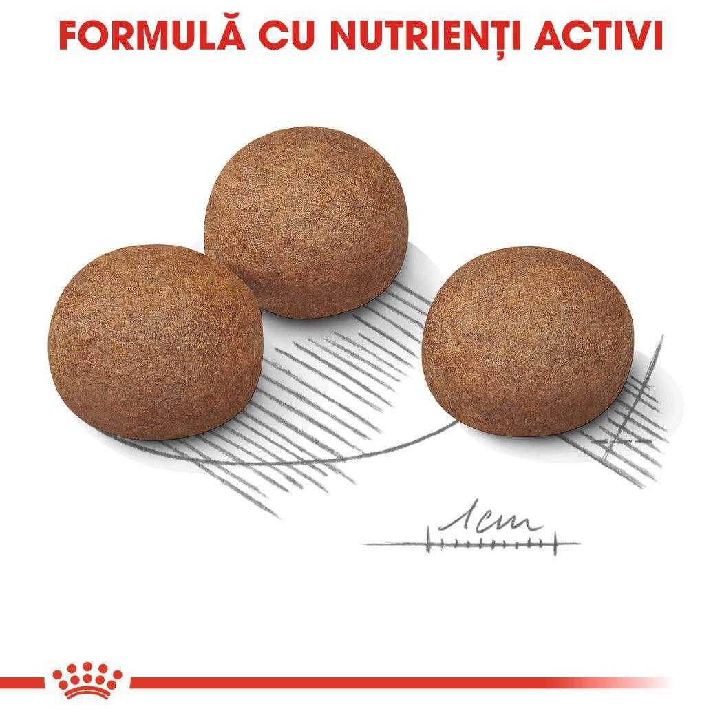 Royal Canin Maxi Digestive Care hrana uscata caine, confort digestiv, 12 kg