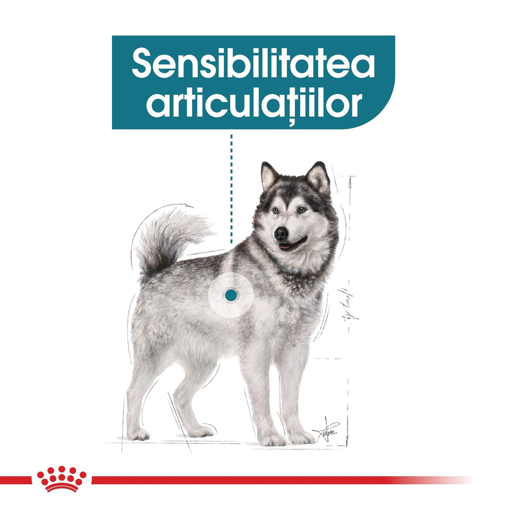 Royal Canin Maxi Joint Care Adult hrana uscata caine, ingrijirea articulatiilor, 10 kg
