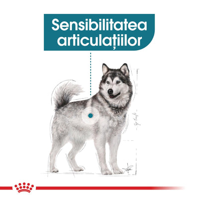 Royal Canin Maxi Joint Care Adult hrana uscata caine, ingrijirea articulatiilor, 10 kg