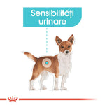Illustration of a brown and white dog highlighting urinary sensitivity area with Romanian text
