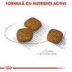 Three brown square pet food kibbles on a white background with measurement and Romanian text about active nutrients