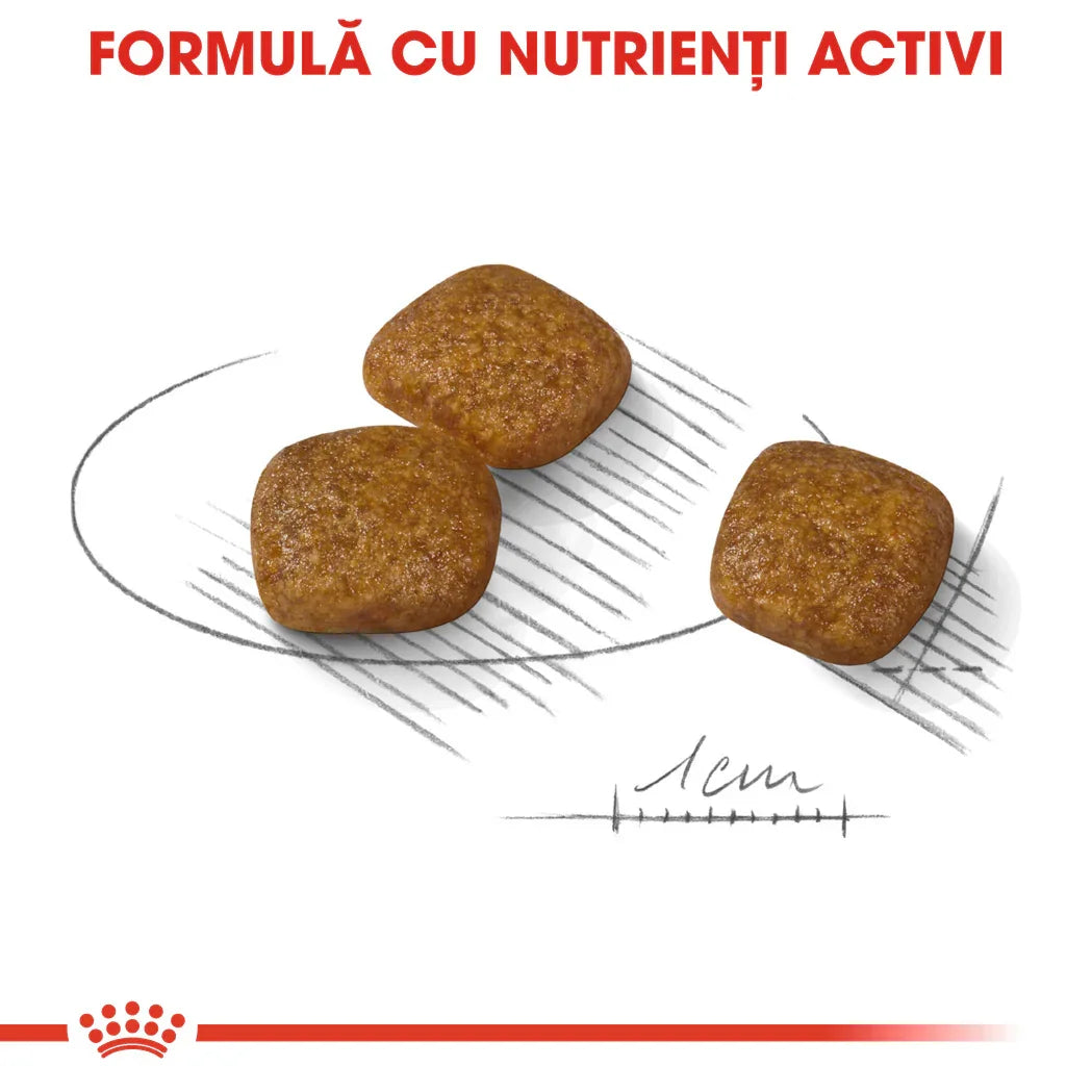 Three brown square pet food kibbles on a white background with measurement and Romanian text about active nutrients