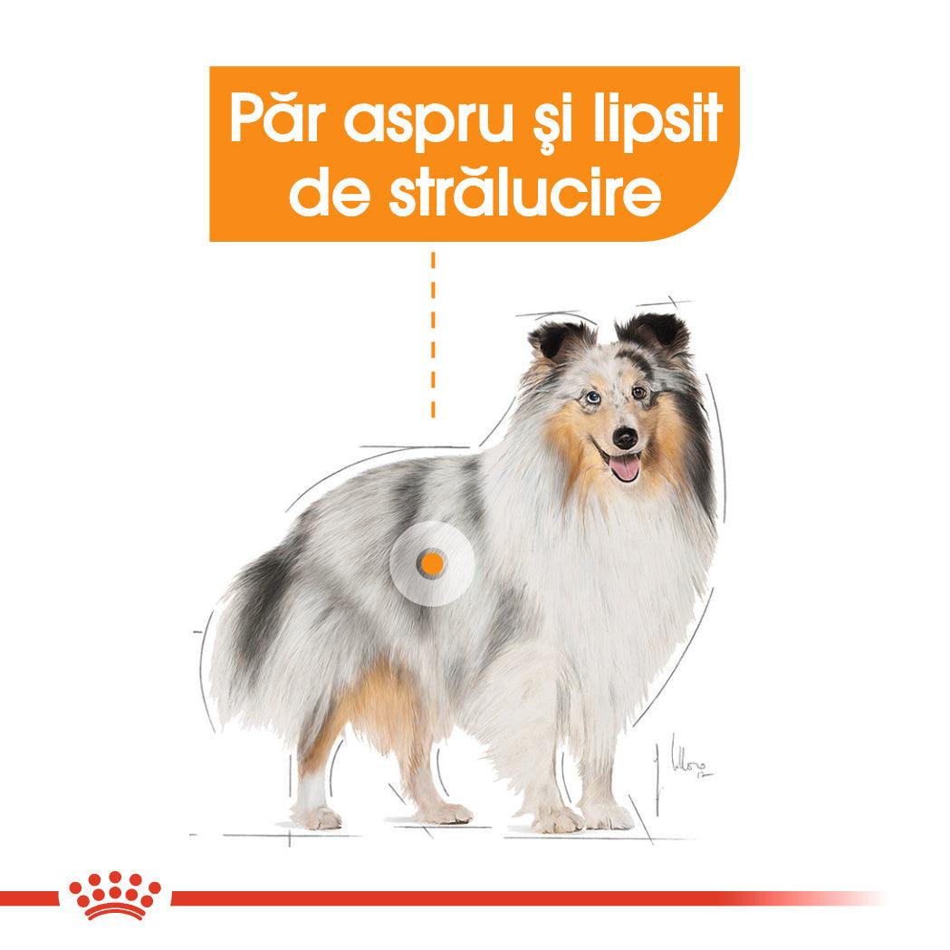 Royal Canin Coat Care Adult hrana umeda caine, blana sanatoasa si lucioasa (pate), 85 g