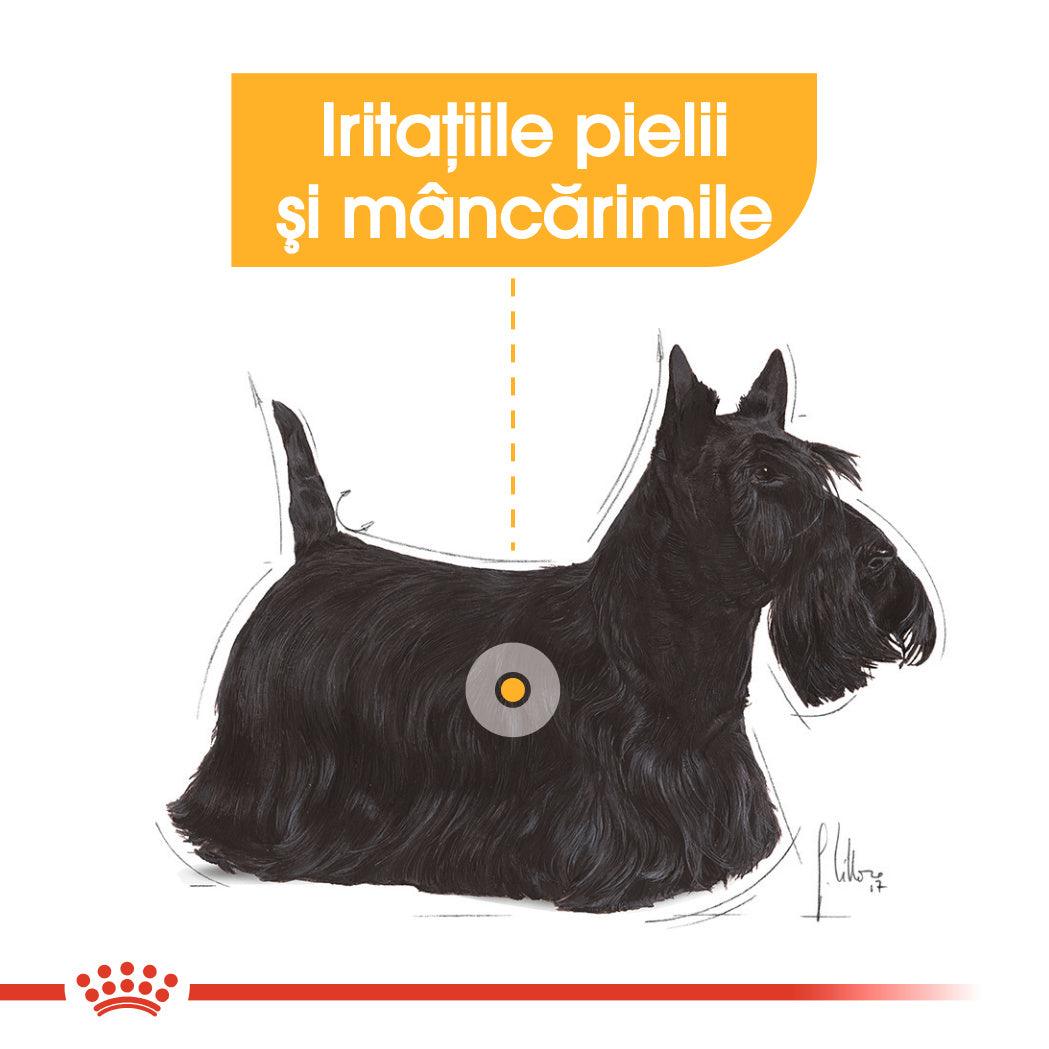 Royal Canin Dermacomfort Adult hrana umeda caine, prevenirea iritatiilor pielii (pate), 85 g