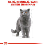 Gray British Shorthair cat with amber eyes standing on white background with red text