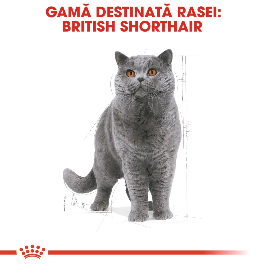 Gray British Shorthair cat with amber eyes standing on white background with red text