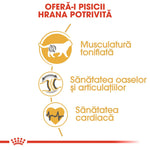Romanian cat food benefits infographic showing muscle toning, joint health, and heart health icons