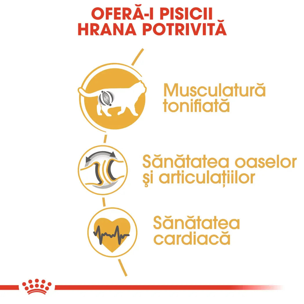 Romanian cat food benefits infographic showing muscle toning, joint health, and heart health icons