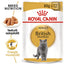 Royal Canin British Shorthair Adult hrana umeda pisica (in sos)