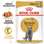Royal Canin Adult British Shorthair wet cat food pouch 85g x 12 with image of British Shorthair cat