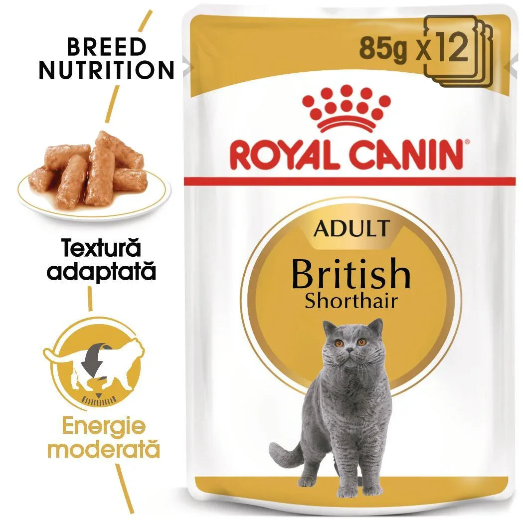 Royal Canin Adult British Shorthair wet cat food pouch 85g x 12 with image of British Shorthair cat