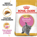 Royal Canin British Shorthair kitten dry cat food bag, promoting muscle and bone development