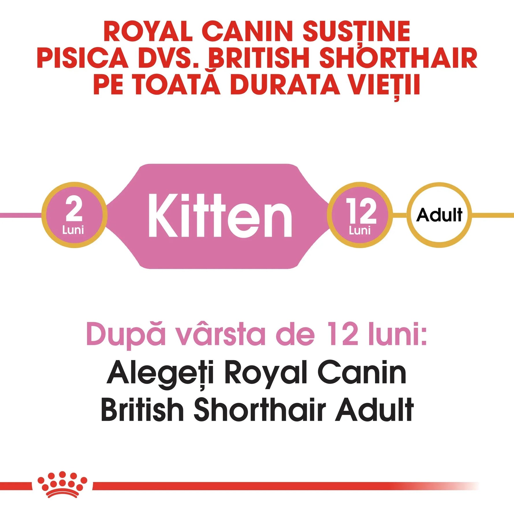 Royal Canin British Shorthair kitten food age guide from 2 to 12 months to adult nutrition