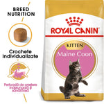 Royal Canin kitten food bag for Maine Coon with image of kitten and kibble illustration