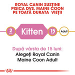 Royal Canin support for Maine Coon cats from kitten (2-15 months) to adult