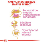 Romanian kitten care infographic highlighting growth, digestive health, and immune system support with cat icons