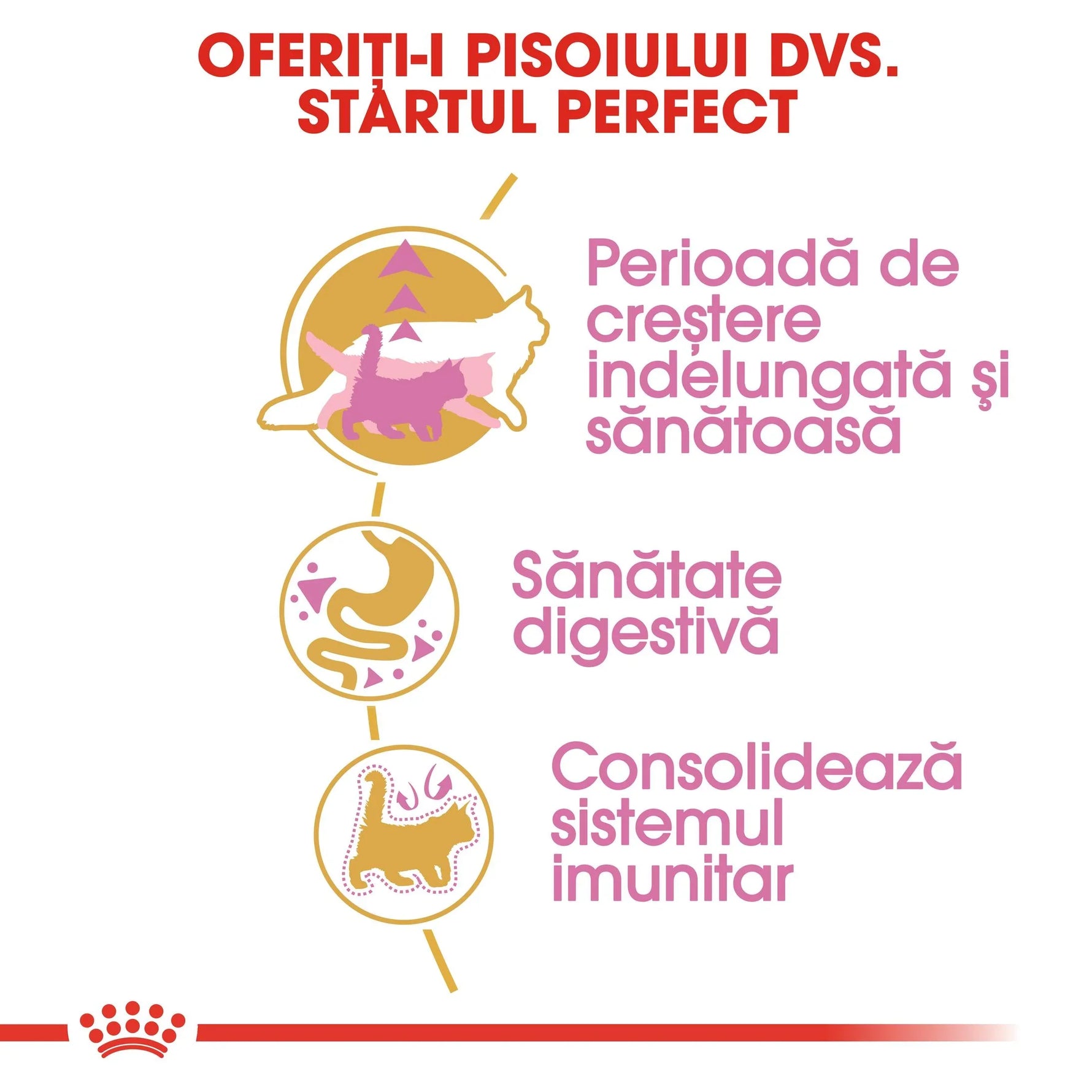 Romanian kitten care infographic highlighting growth, digestive health, and immune system support with cat icons